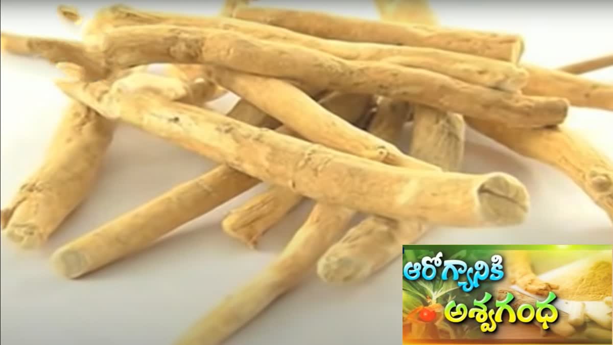 10 Health Benefits Of Ashwagandha For Men