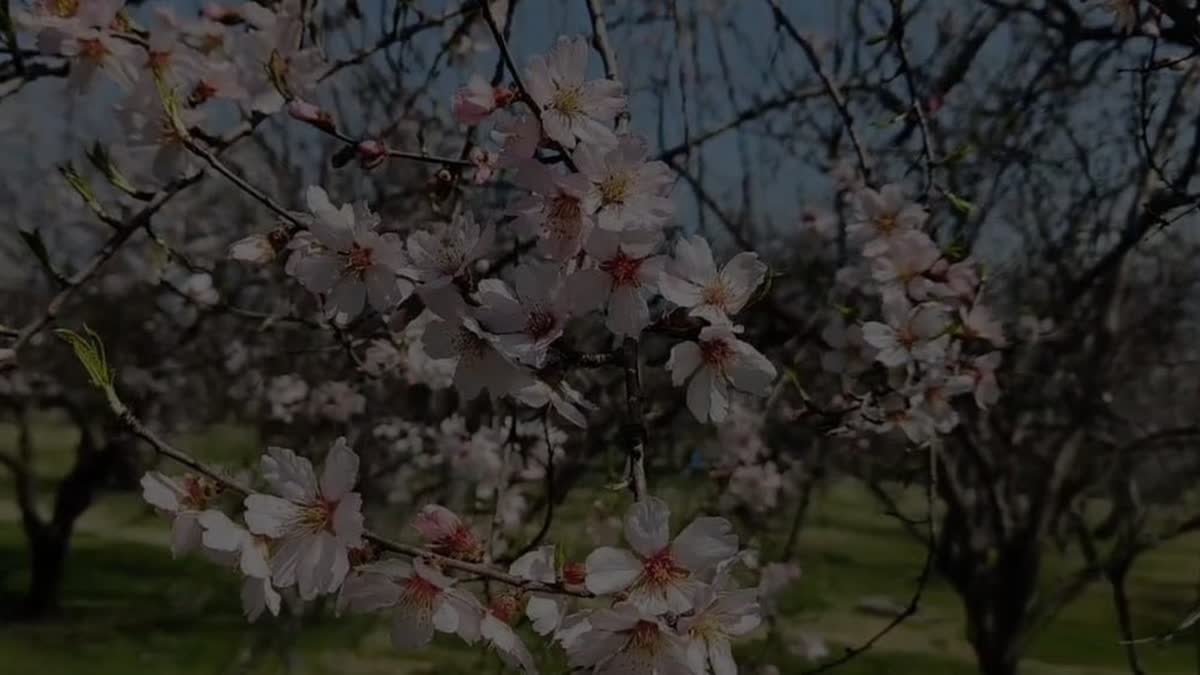 almond orchards of Badamwari