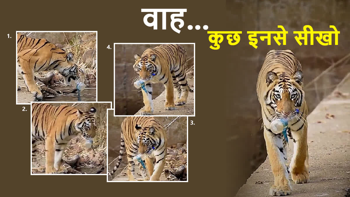 Tiger Picking Up Plastic Bottle