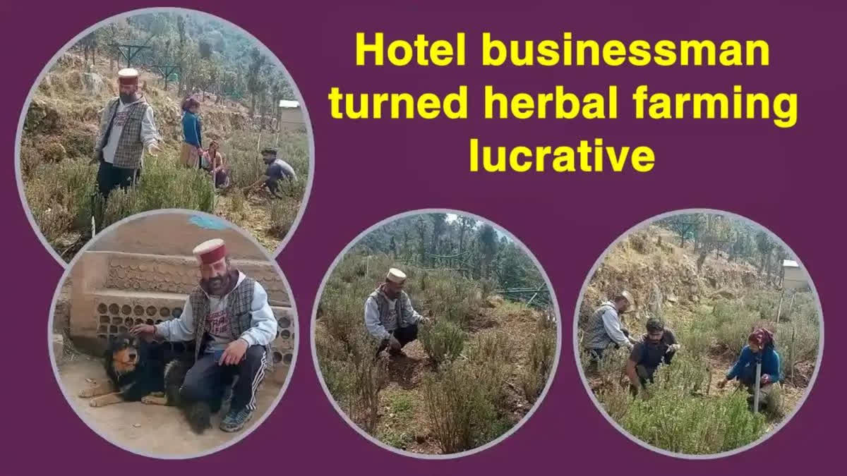 Uttarakhand Hotel Businessman Turns to Lucrative Herbal Farming