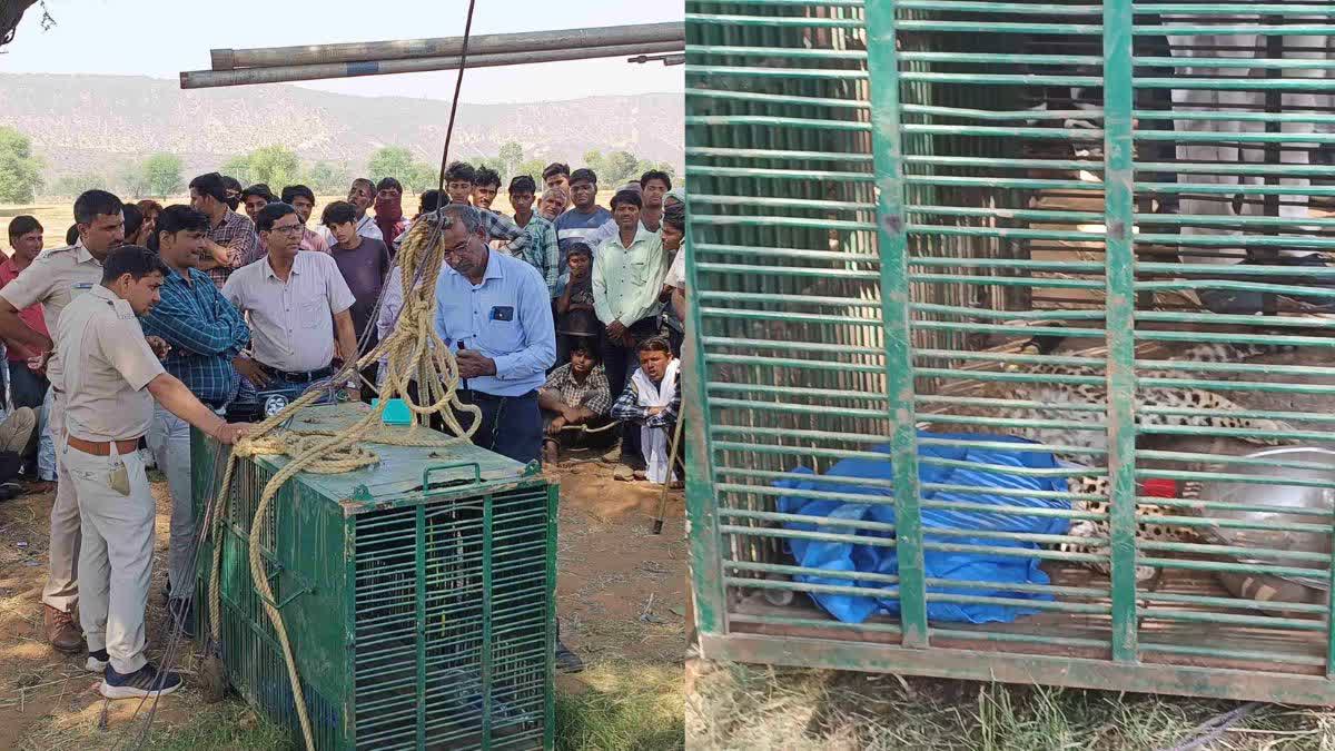 Panther Rescue From well