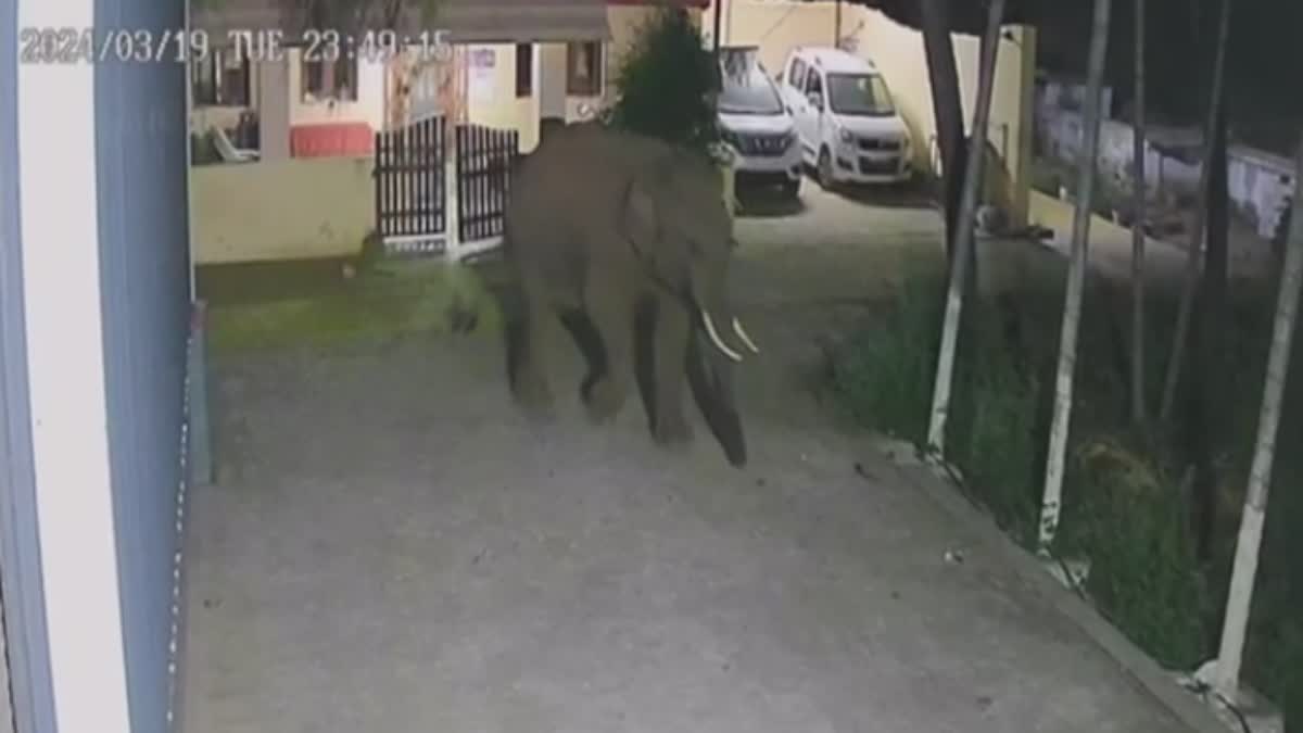 elephant in thadagam residential area: