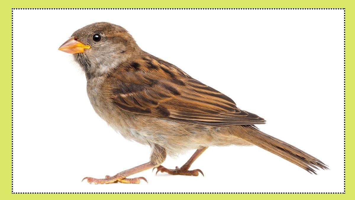 World Sparrow Day