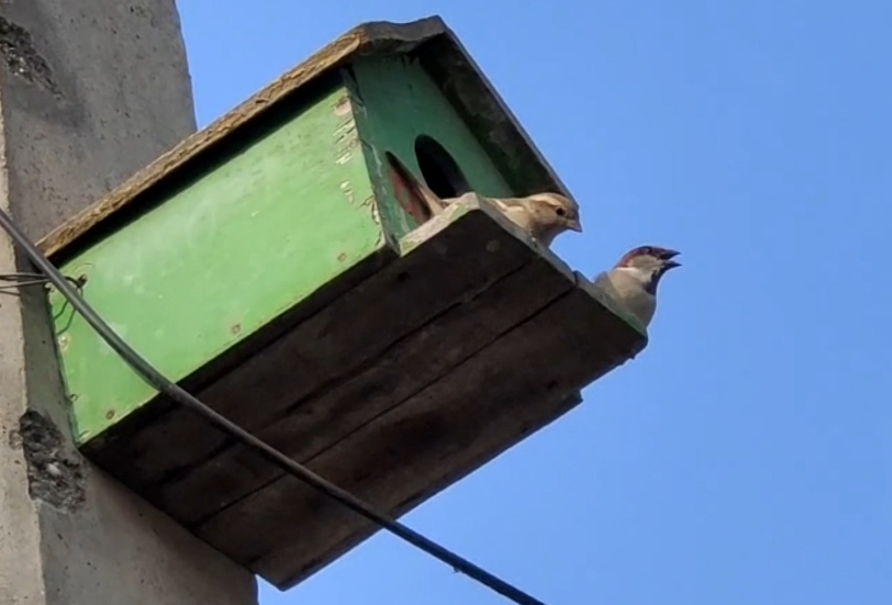 World sparrow Day