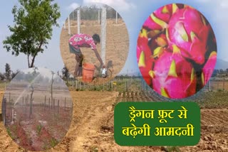 dragon fruit cultivation in latehar