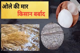crops destroy hailstorm chhindwara