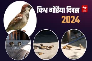 World Sparrow Day 2024