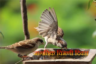 World Sparrow Day 2023