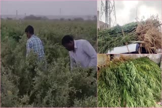 Officers_Destroyed_Ganjai_trees