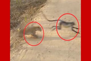 Panther hunts langur in Sariska