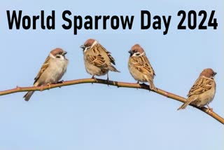 World Sparrow Day 2024