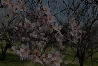 almond orchards of Badamwari