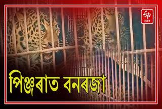 Leopard Caged at Gas Cracker BCPL in Dibrugarh