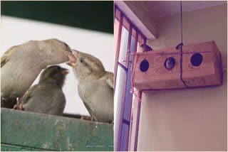 World Sparrow Day: Patna IIS Officer's 17-Year-Old Campaign To save Passerine Birds