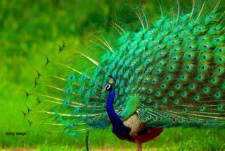 bhind 12 peacocks found dead