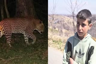Leopard Attack  JammuKashmir  Saves Brother from Leopard Attack  Leopard Attack in Budgam