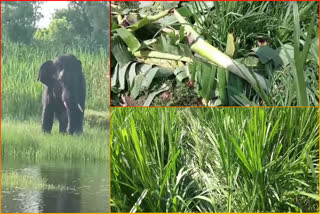 Elephant_Attack_on_Crop_in_Chittoor_Dis