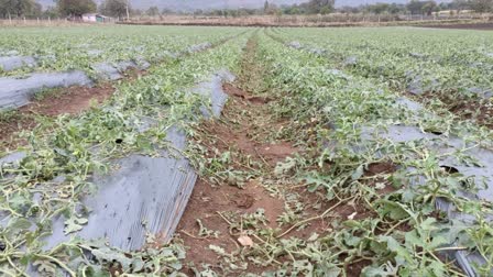 vegetable crops spoiled