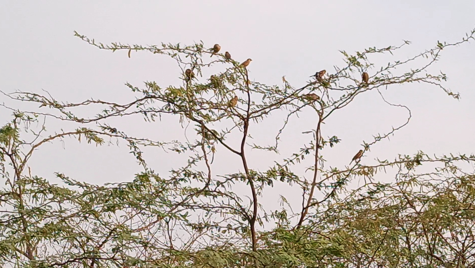 World Sparrow Day 2024