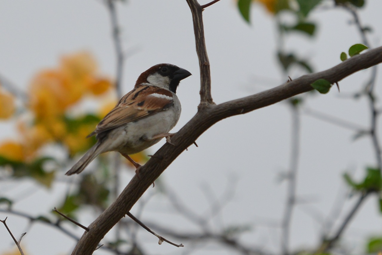 World Sparrow Day 2024