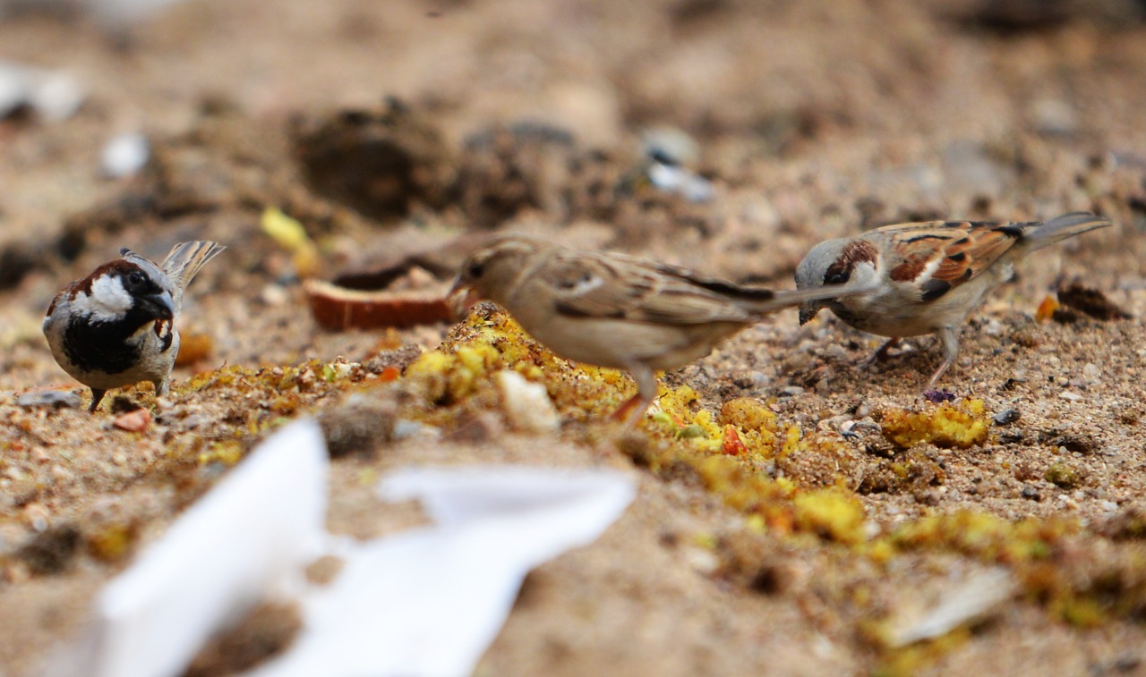 World Sparrow Day 2024