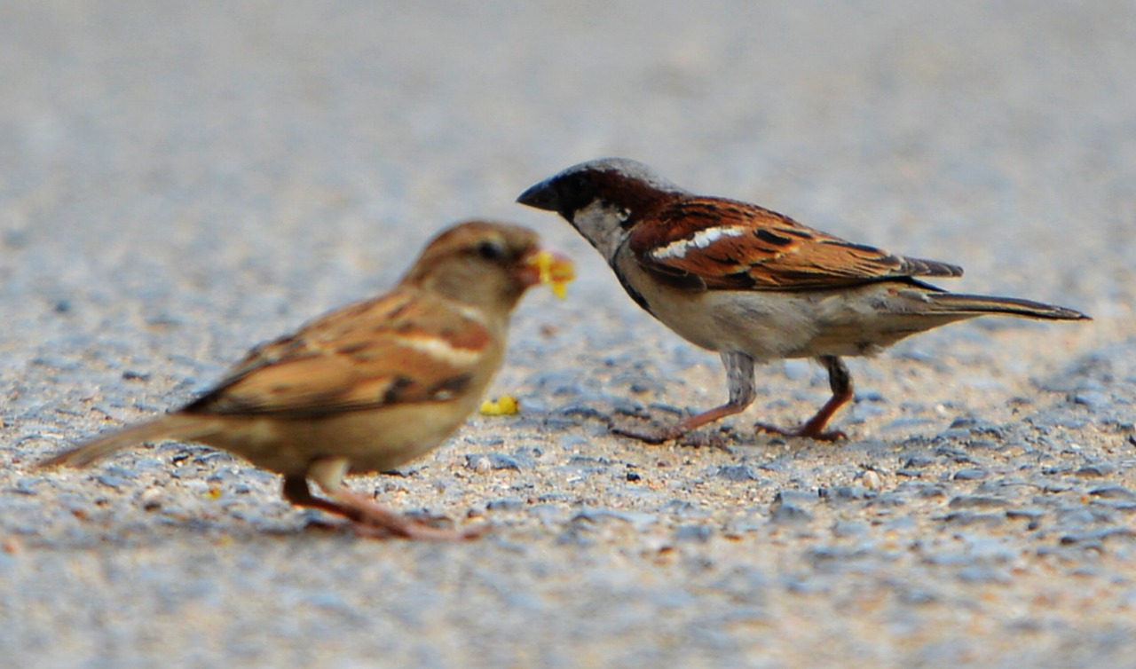 World Sparrow Day 2024