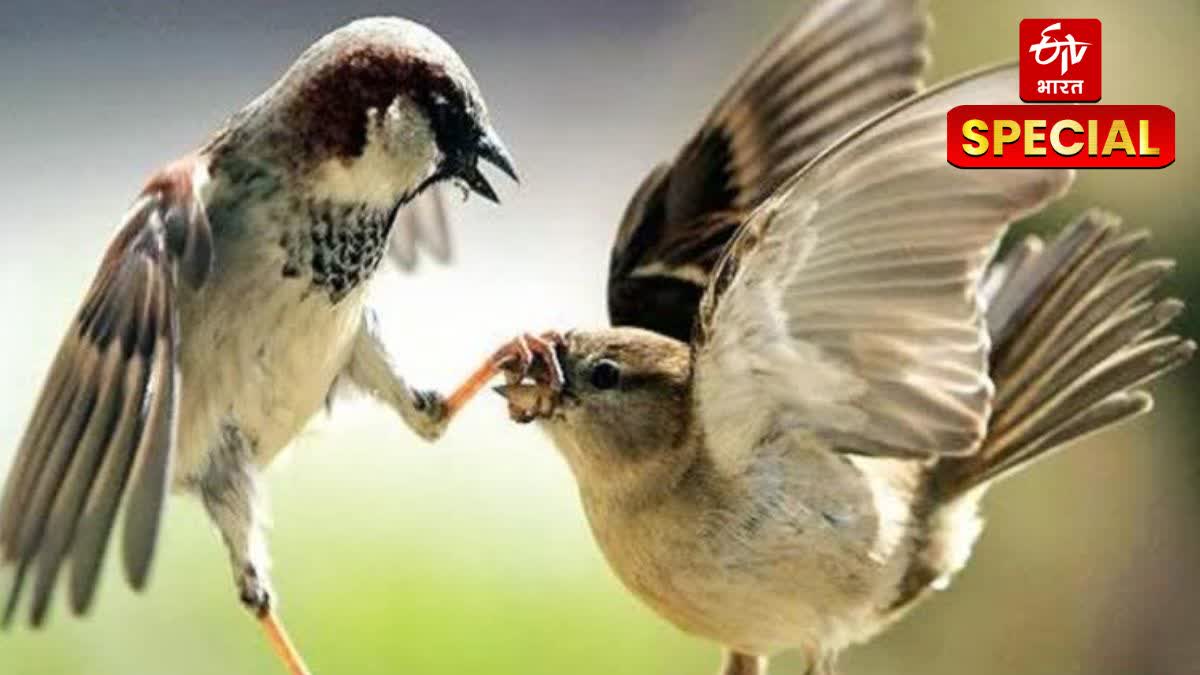 World Sparrow Day  2025