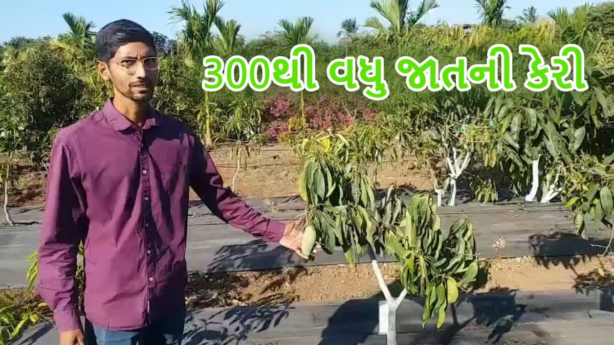 આંબાઓનું અનોખું મ્યુઝિયમ