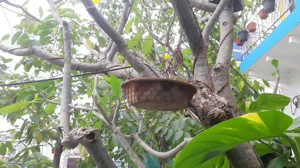 World Sparrow Day 2025