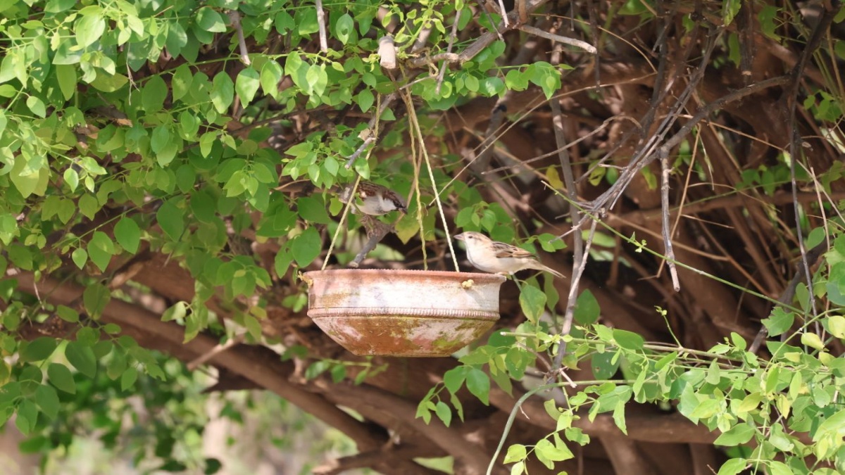 World Sparrow Day 2025