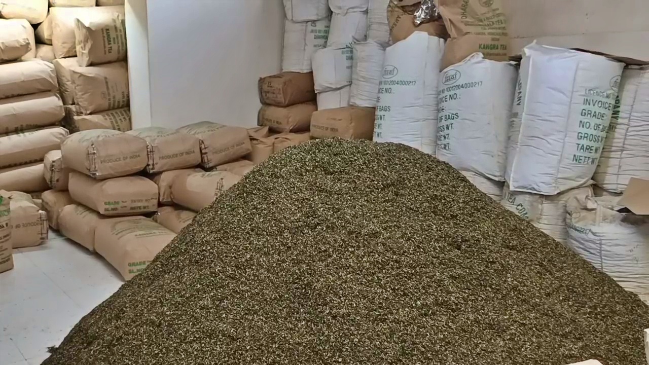 KANGRA TEA