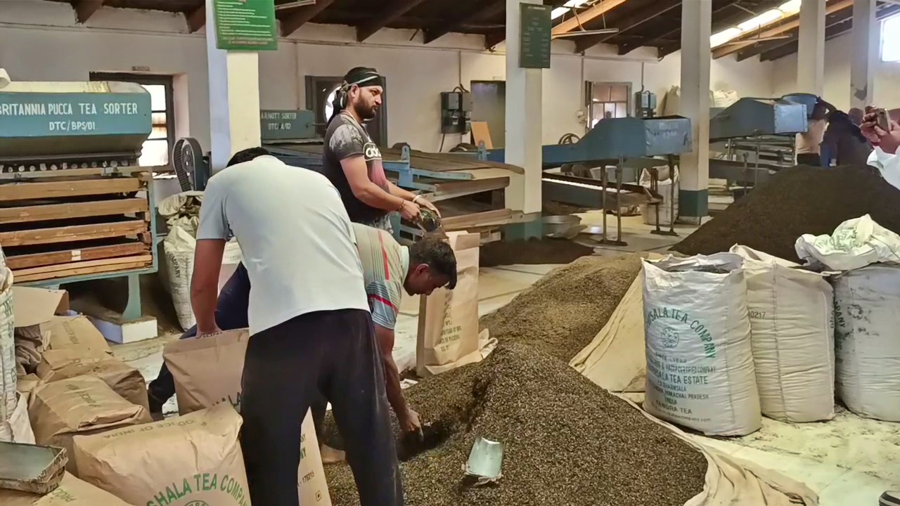 KANGRA TEA