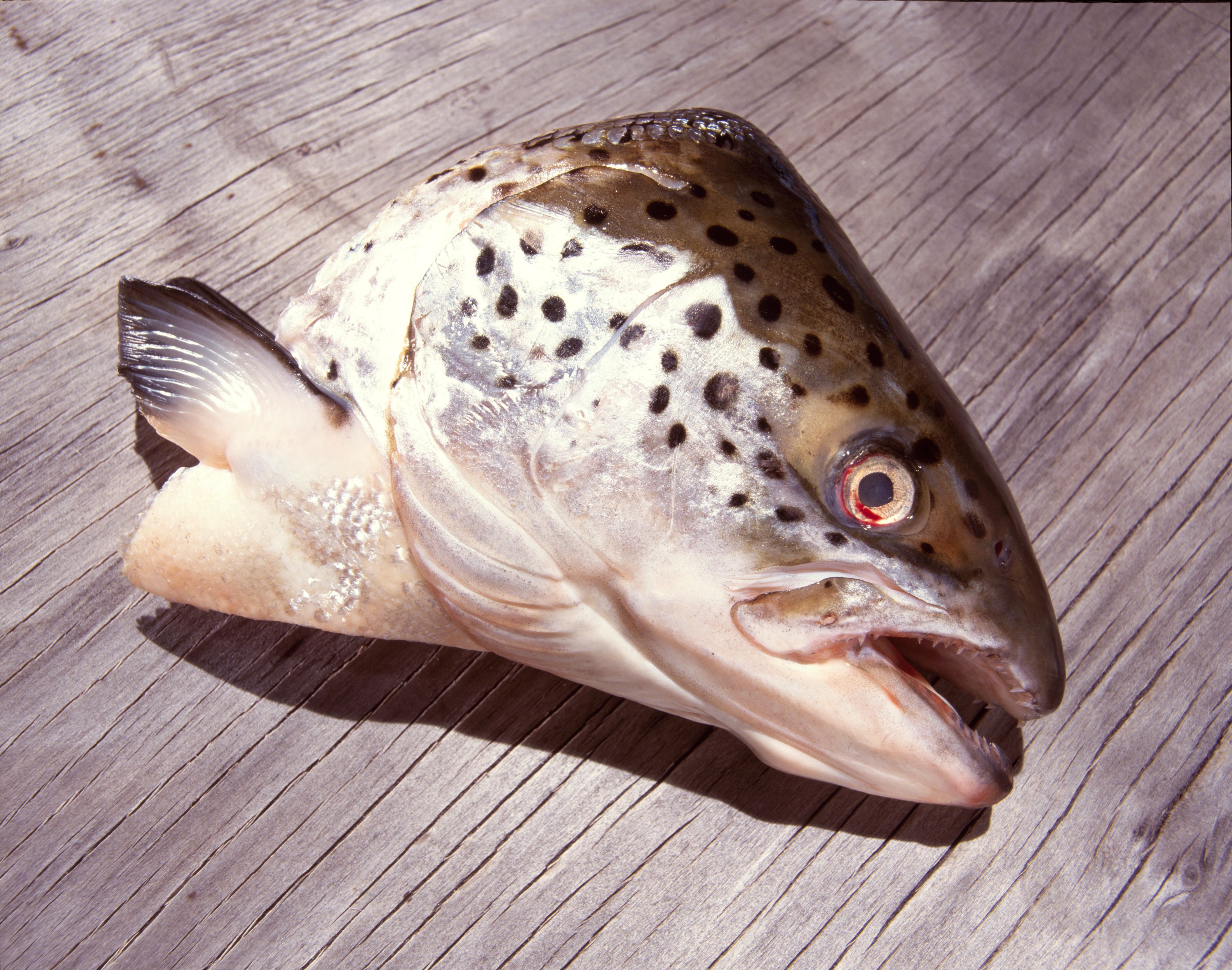 Fish Head