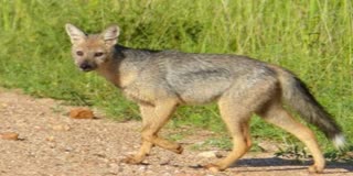 shivpuri jackal deadly attack