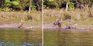SATPURA TIGER FAMILY TAKES BATH