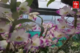 Tourists visit Kaziranga Orchid Park to see colourful orchid flowers