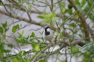 Sparrow Life History