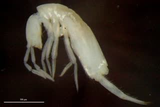 Cyphoderus bihariensis
