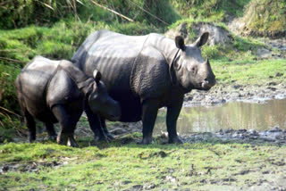 One-Horned Rhino Count Rises In North Bengal, Jaldapara Now Home To More Than 300 Rhinos