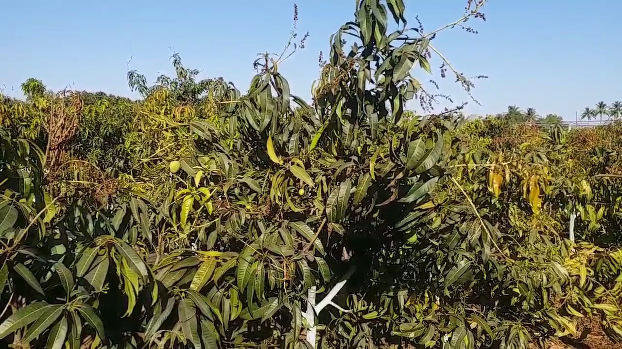 300 કરતાં પણ વધુ આંબાની વેરાઈટી