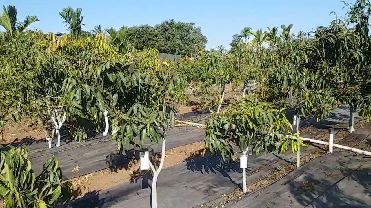 300 કરતાં પણ વધુ આંબાની વેરાઈટી