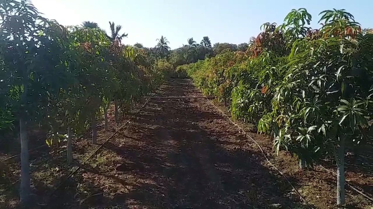આંબાઓનું અનોખું મ્યુઝિયમ