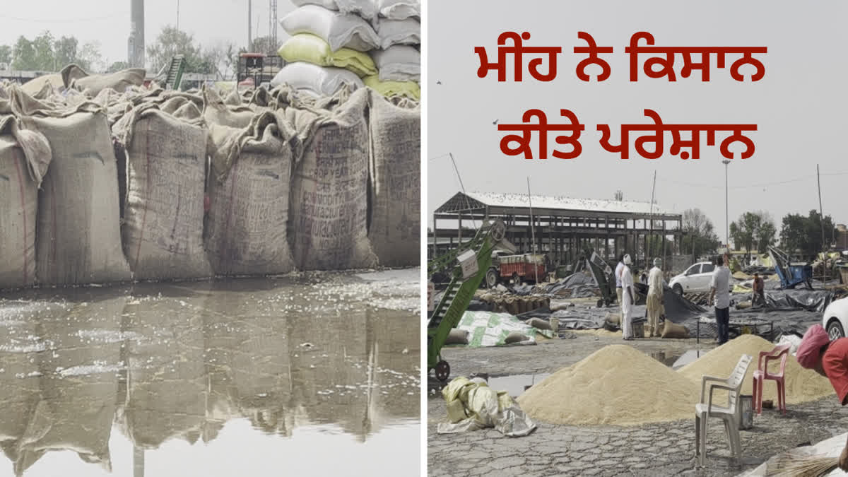 Due to heavy rain in Moga, the wheat crop in the markets was damaged