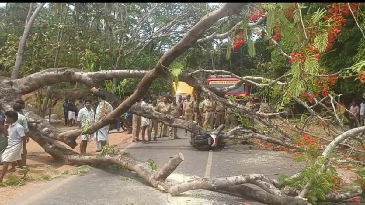 KOZHIKODE  മരം വീണ് യാത്രക്കാരന് പരിക്ക്  കോഴിക്കോട് മെഡിക്കല്‍ കോളജ്  SCOOTER RIDER INJURED