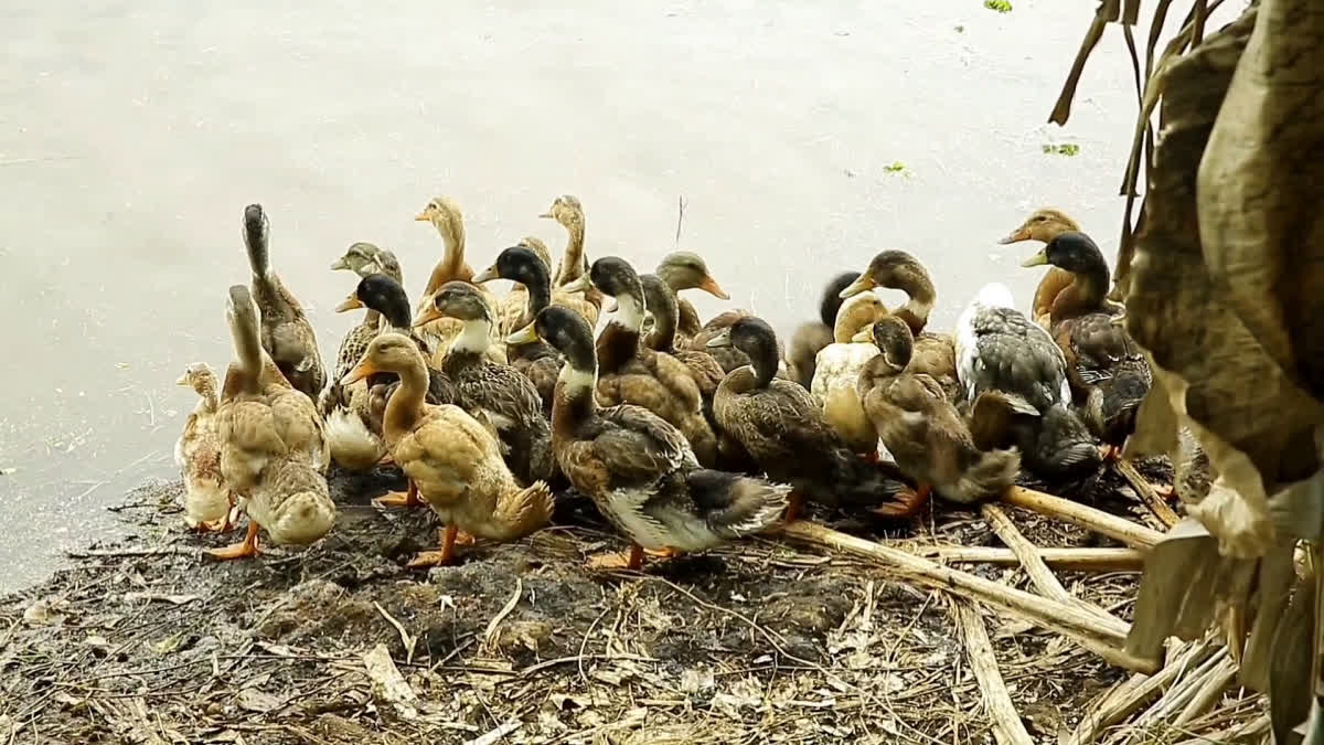 BIRD FEVER ALAPPUZHA  CULLING COMPLETED  BIRD FLU  പക്ഷിപ്പനി കള്ളിങ് പൂർത്തിയായി