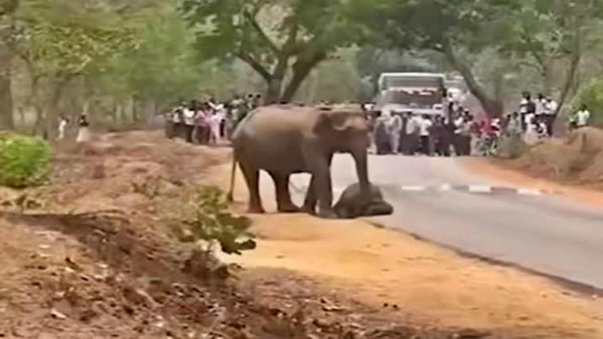 ELEPHANT WAS KILLED BY A TIGER  CHAMARAJANAGAR  BANDIPUR SANCTUARY  TRAFFIC JAM