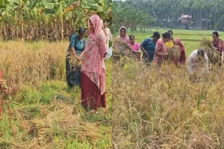 WOMENS FARMERS ASSOCIATION  AGRICULTURE  ചെമ്പകം വനിത കാർഷിക കൂട്ടായ്‌മ  KOZHIKODE