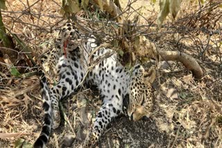 LEOPARD DIED MANPUR INDORE