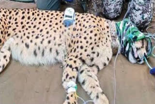 VEERA CHEETAH WAS RESCUED