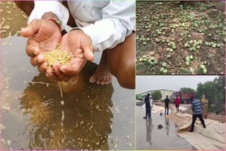 Crop Loss due to Heavy Rains